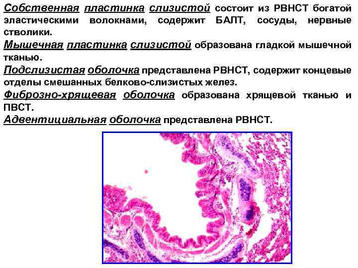 Собственная пластинка слизистой состоит из РВНСТ богатой эластическими стволики. волокнами, содержит БАЛТ, сосуды, нервные