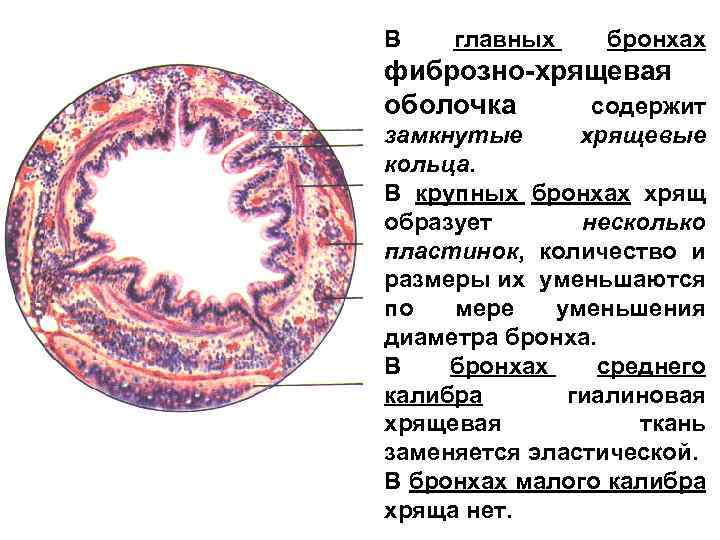 В главных бронхах фиброзно-хрящевая оболочка содержит замкнутые хрящевые кольца. В крупных бронхах хрящ образует