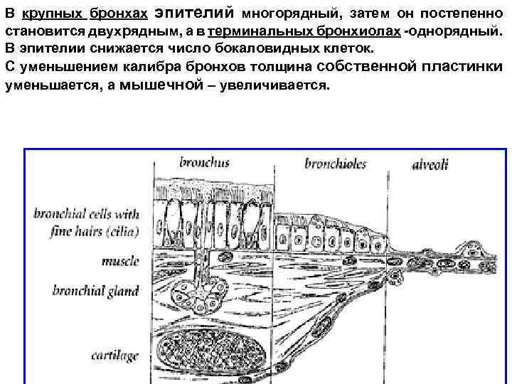 Бронхососудистый рисунок усилен