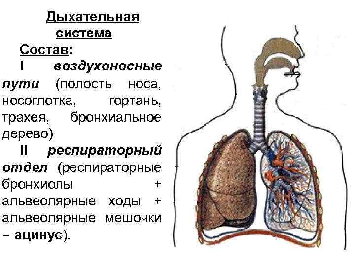 Дыхательная система Состав: I воздухоносные пути (полость носа, носоглотка, гортань, трахея, бронхиальное дерево) II