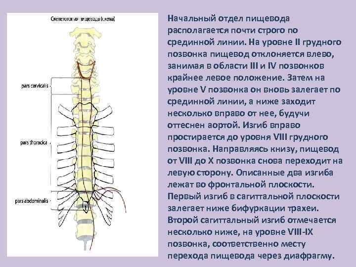 Начальный отдел пищевода располагается почти строго по срединной линии. На уровне II грудного позвонка