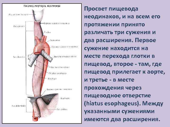 Просвет пищевода неодинаков, и на всем его протяжении принято различать три сужения и два