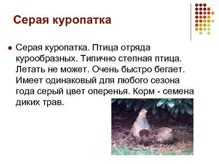 Серая куропатка l Серая куропатка. Птица отряда курообразных. Типично степная птица. Летать не может.