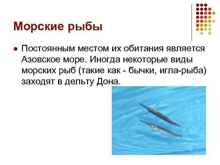 Морские рыбы l Постоянным местом их обитания является Азовское море. Иногда некоторые виды морских