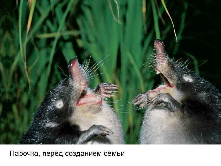 Парочка, перед созданием семьи 