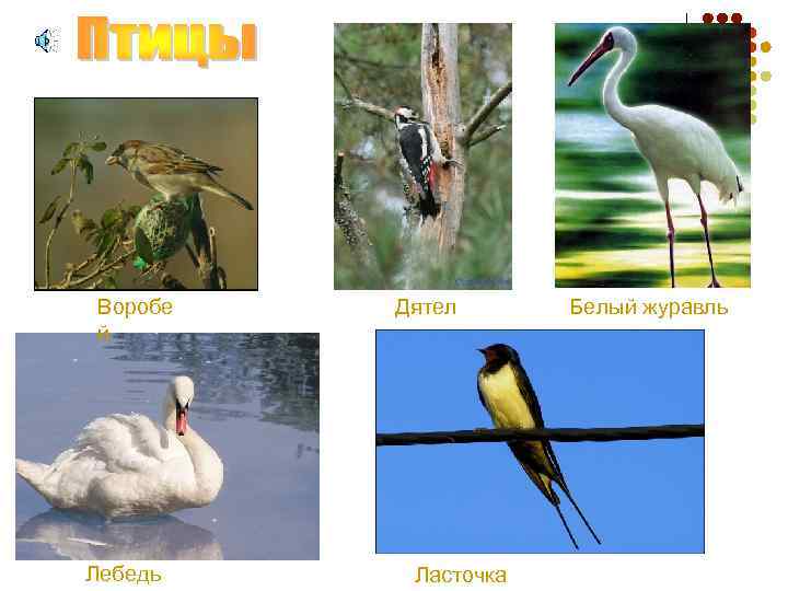 Воробе й Лебедь Дятел Ласточка Белый журавль 