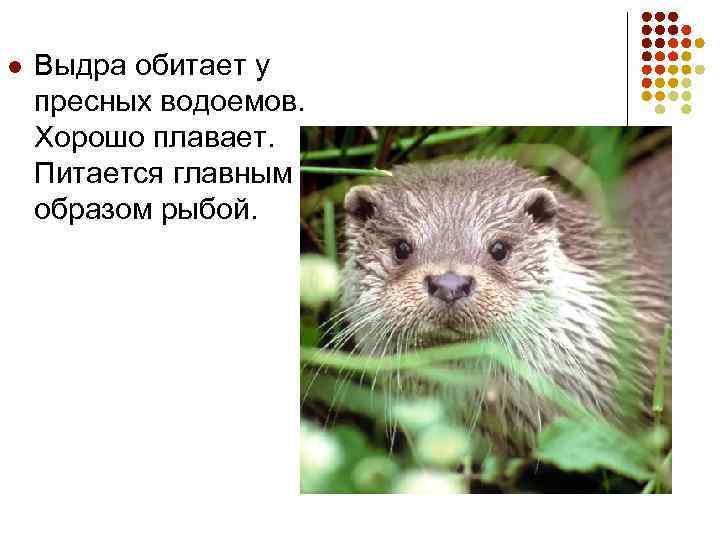 l Выдра обитает у пресных водоемов. Хорошо плавает. Питается главным образом рыбой. 