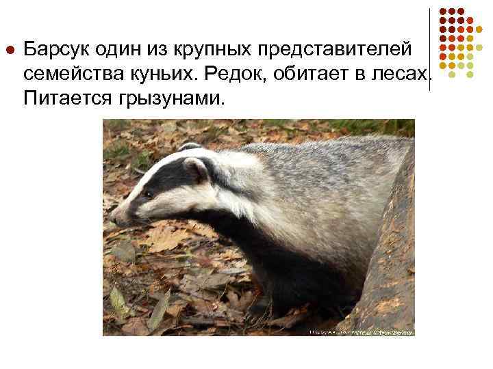l Барсук один из крупных представителей семейства куньих. Редок, обитает в лесах. Питается грызунами.