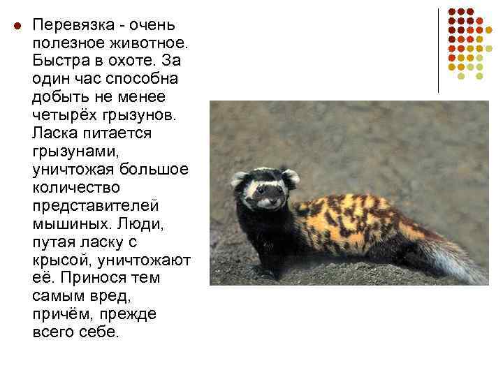 l Перевязка - очень полезное животное. Быстра в охоте. За один час способна добыть