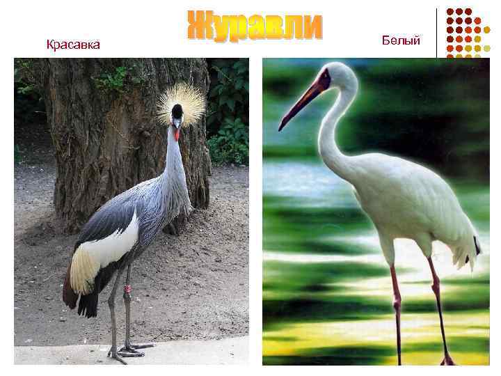 Красавка Белый 