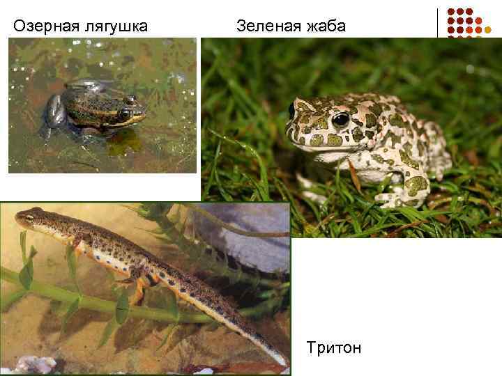 Озерная лягушка Зеленая жаба Тритон 
