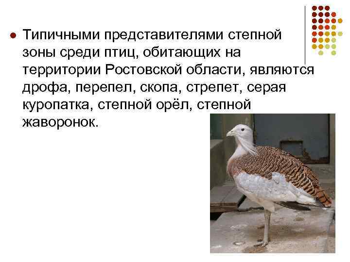 l Типичными представителями степной зоны среди птиц, обитающих на территории Ростовской области, являются дрофа,