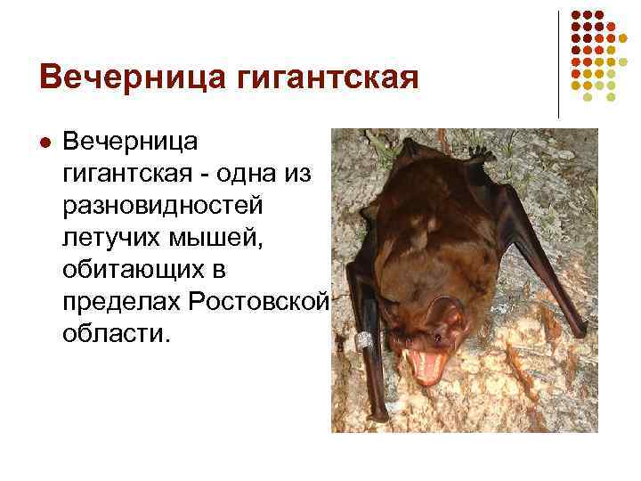 Вечерница гигантская l Вечерница гигантская - одна из разновидностей летучих мышей, обитающих в пределах