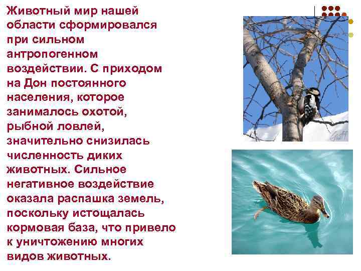 Животный мир нашей области сформировался при сильном антропогенном воздействии. С приходом на Дон постоянного