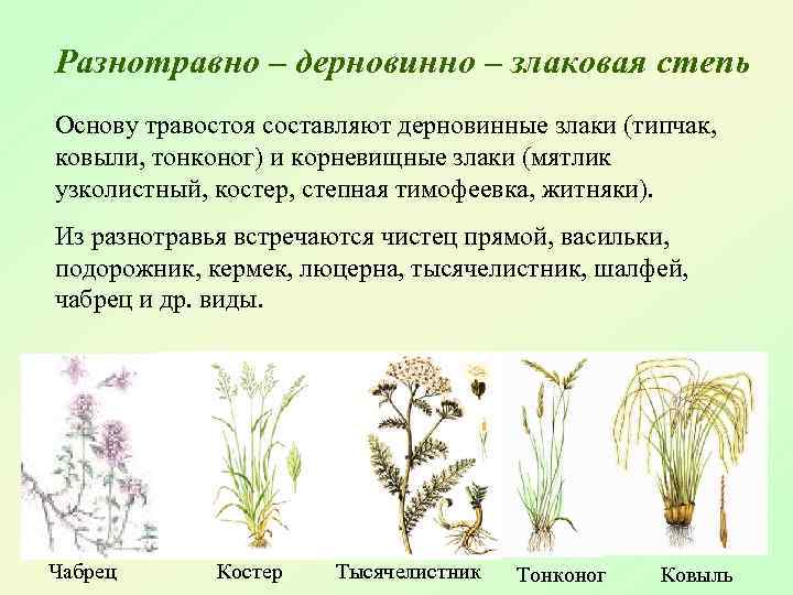 Разнотравно – дерновинно – злаковая степь Основу травостоя составляют дерновинные злаки (типчак, ковыли, тонконог)
