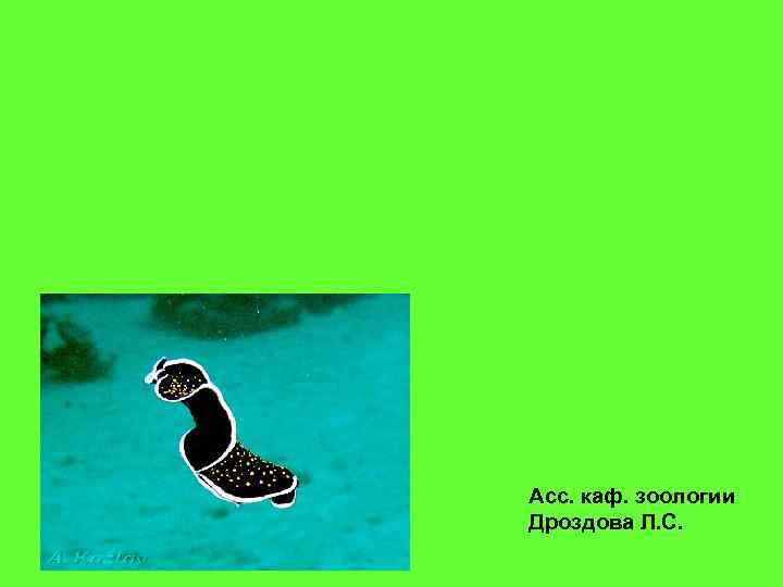 Асс. каф. зоологии Дроздова Л. С. 