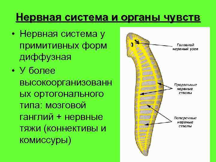 Нервная система и органы чувств • Нервная система у примитивных форм диффузная • У