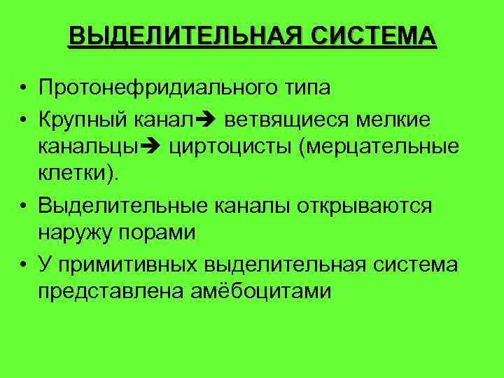 ВЫДЕЛИТЕЛЬНАЯ СИСТЕМА • Протонефридиального типа • Крупный канал ветвящиеся мелкие канальцы циртоцисты (мерцательные клетки).