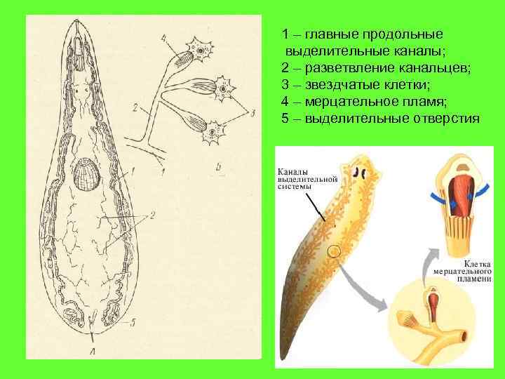 1 – главные продольные выделительные каналы; 2 – разветвление канальцев; 3 – звездчатые клетки;