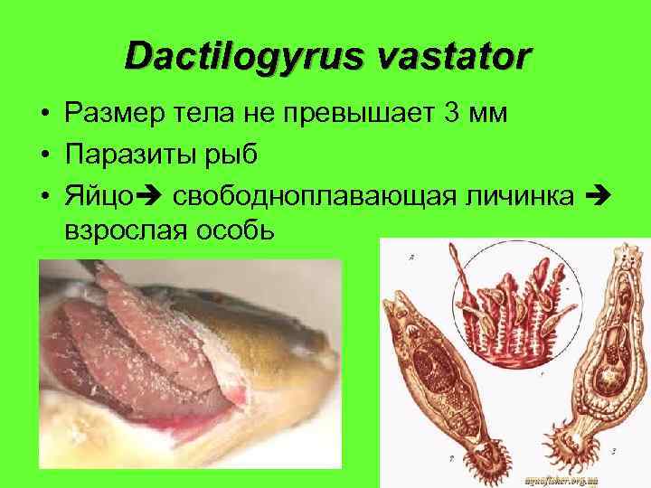 Dactilogyrus vastator • Размер тела не превышает 3 мм • Паразиты рыб • Яйцо