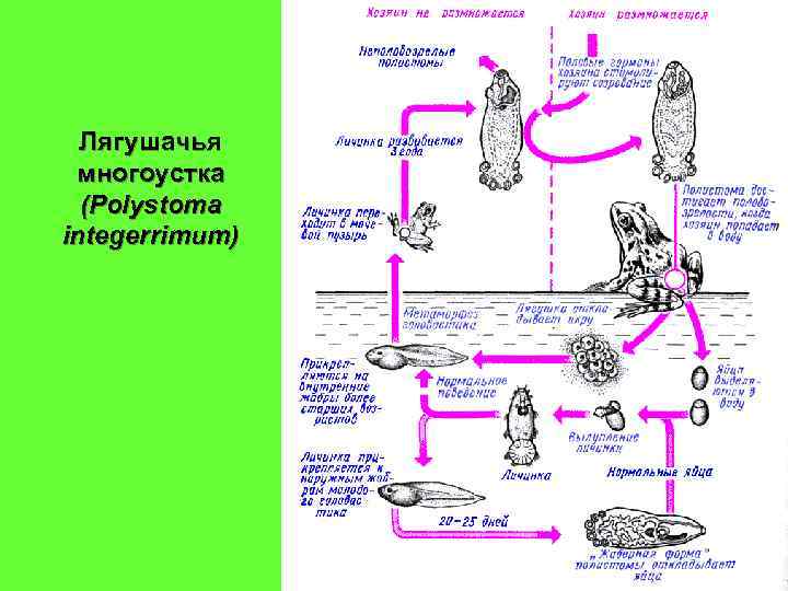 Лягушачья многоустка (Polystoma integerrimum) 