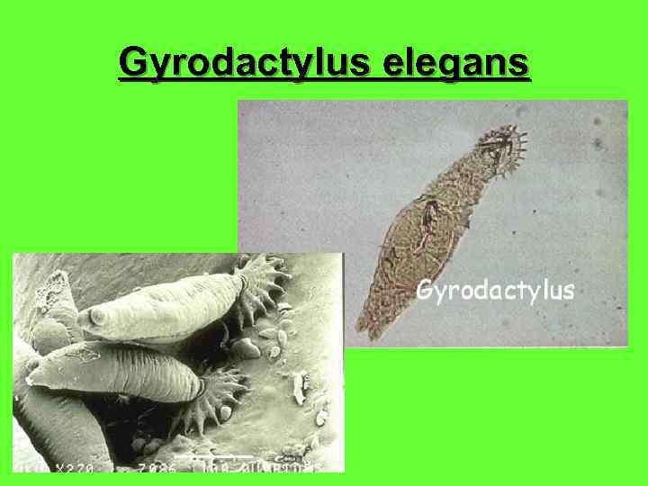 Gyrodactylus elegans 