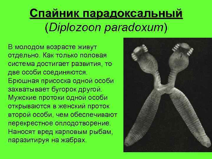 Спайник парадоксальный (Diplozoon paradoxum) В молодом возрасте живут отдельно. Как только половая система достигает
