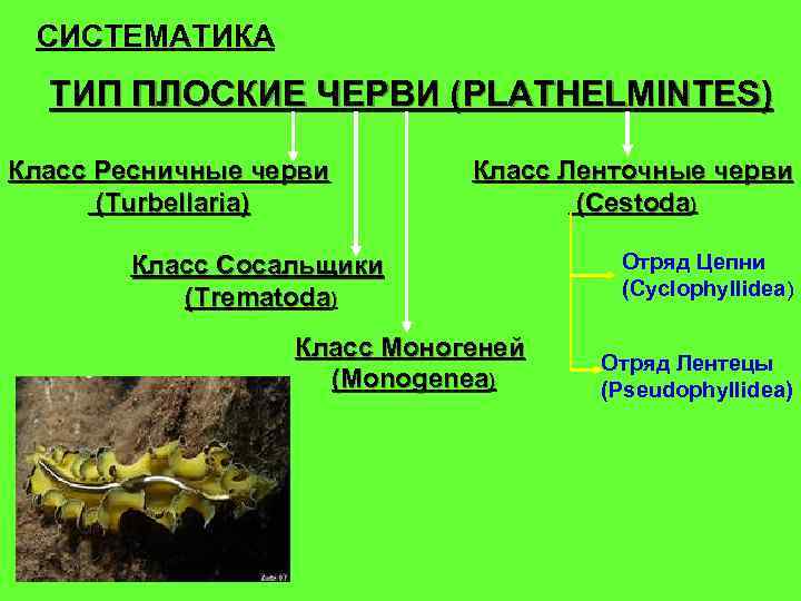 СИСТЕМАТИКА ТИП ПЛОСКИЕ ЧЕРВИ (PLATHELMINTES) Класс Ресничные черви (Turbellaria) Класс Ленточные черви (Cestoda) Класс
