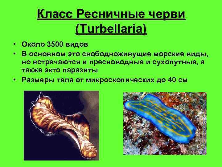 Класс Ресничные черви (Turbellaria) • Около 3500 видов • В основном это свободноживущие морские