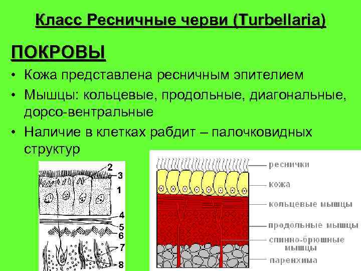 Класс Ресничные черви (Turbellaria) ПОКРОВЫ • Кожа представлена ресничным эпителием • Мышцы: кольцевые, продольные,