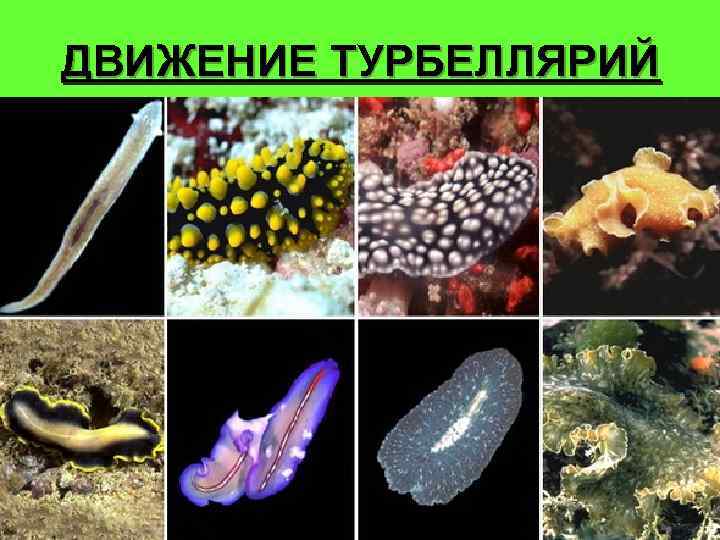 ДВИЖЕНИЕ ТУРБЕЛЛЯРИЙ 