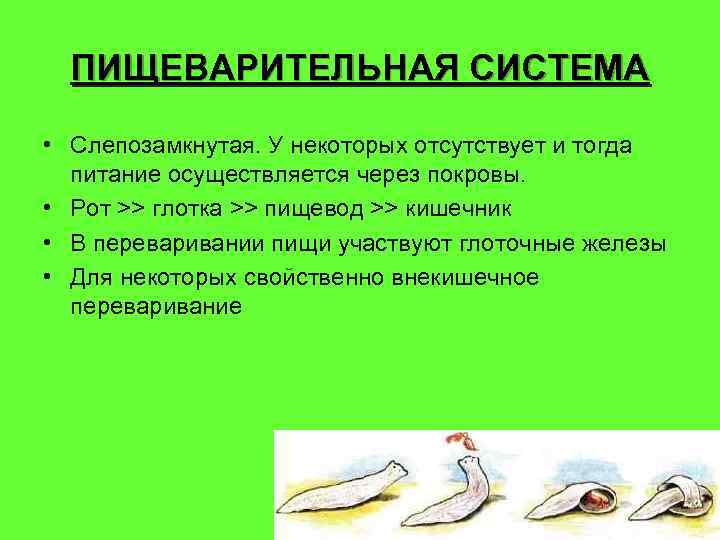 ПИЩЕВАРИТЕЛЬНАЯ СИСТЕМА • Слепозамкнутая. У некоторых отсутствует и тогда питание осуществляется через покровы. •