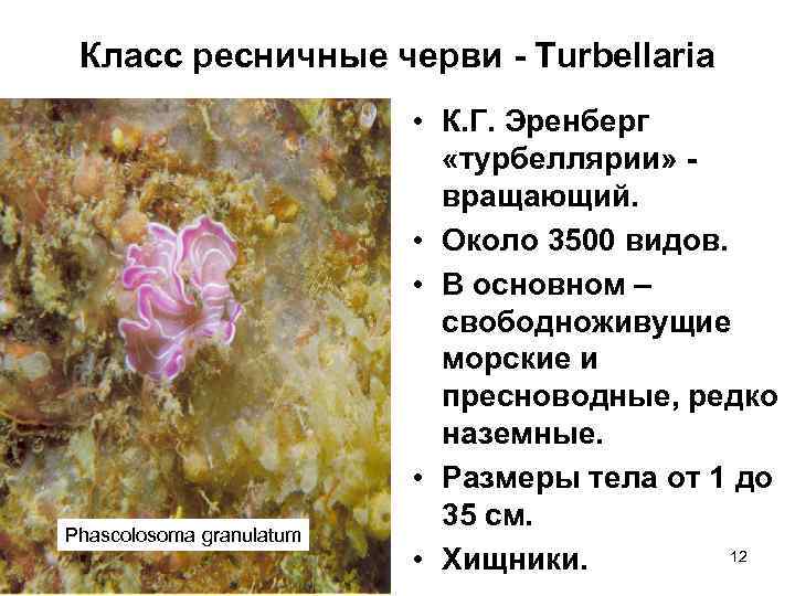Класс ресничные черви - Turbellaria Phascolosoma granulatum • К. Г. Эренберг «турбеллярии» вращающий. •