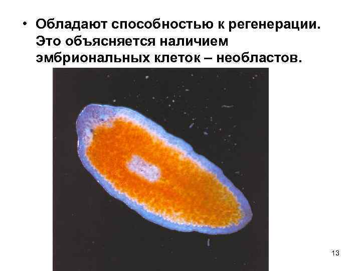  • Обладают способностью к регенерации. Это объясняется наличием эмбриональных клеток – необластов. 13