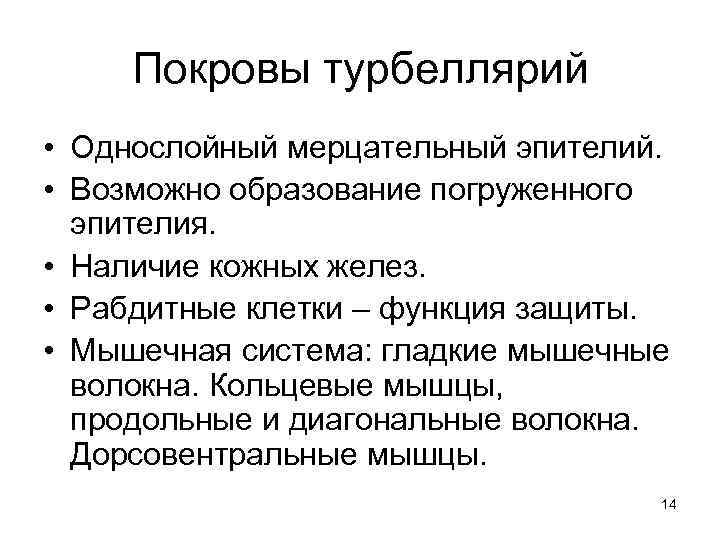 Покровы турбеллярий • Однослойный мерцательный эпителий. • Возможно образование погруженного эпителия. • Наличие кожных