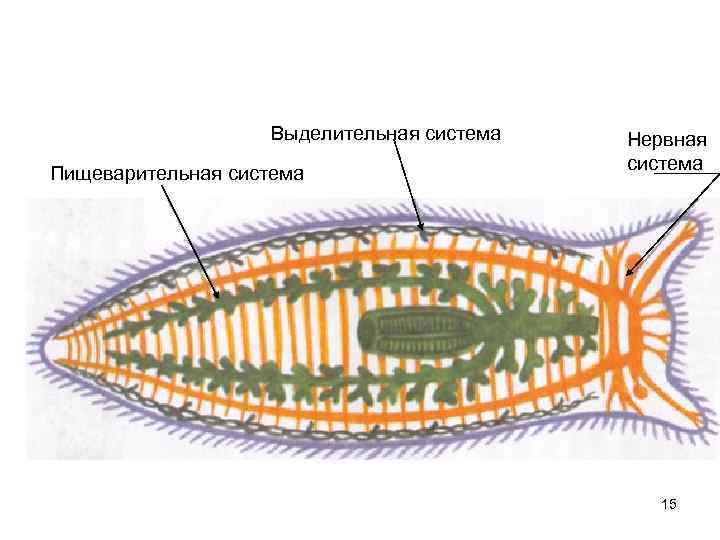 Выделительная система Пищеварительная система Нервная система 15 