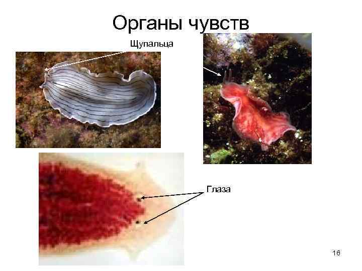 Органы чувств Щупальца Глаза 16 