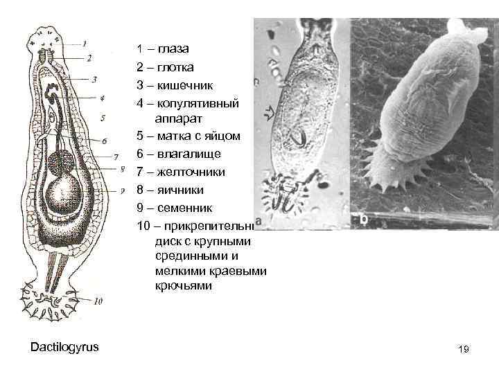 1 – глаза 2 – глотка 3 – кишечник 4 – копулятивный аппарат 5