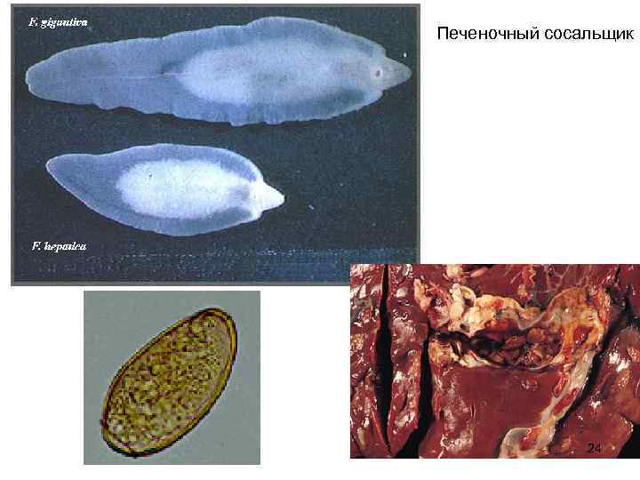 Тип печеночного сосальщика. Печеночного сосальщика фасциолы. Печеночный сосальщик (Fasciola hepatica). Плоские черви печеночные сосальщики.