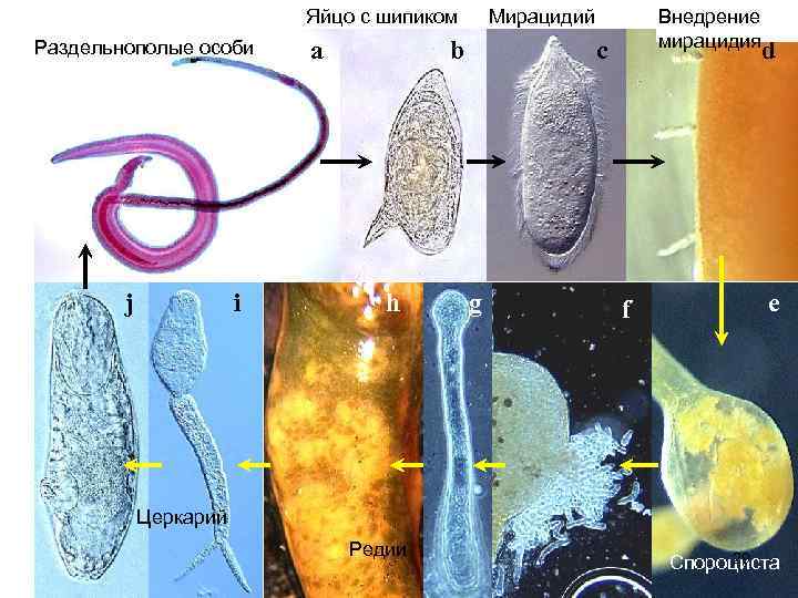 Яйцо с шипиком Раздельнополые особи j i a Мирацидий b h Внедрение Immunology мирацидия