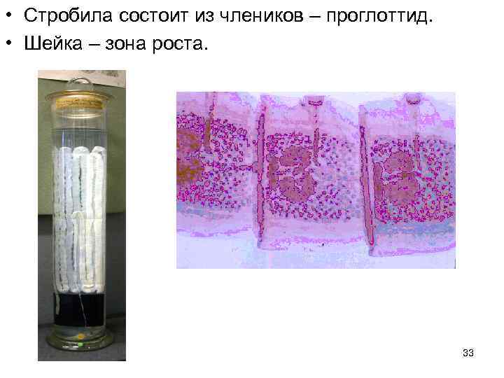  • Стробила состоит из члеников – проглоттид. • Шейка – зона роста. 33