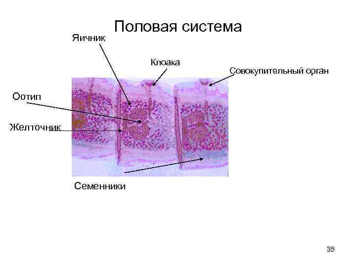Яичник Половая система Клоака Совокупительный орган Оотип Желточник Семенники 35 