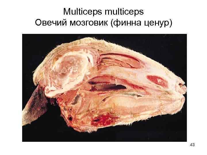 Multiceps multiceps Овечий мозговик (финна ценур) 43 