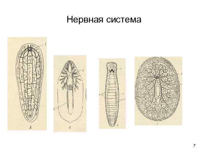 Нервная система 7 