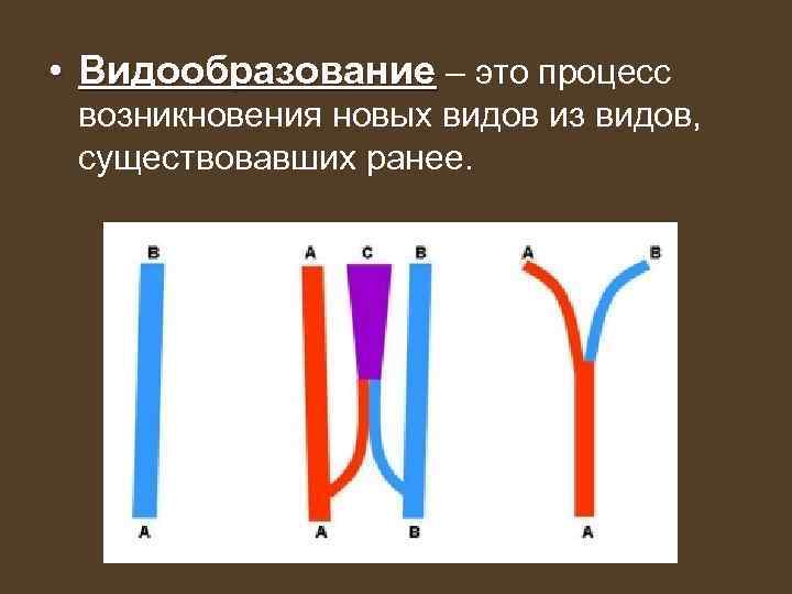 Появление новых видов. Видообразование филетическое гибридогенное и дивергентное. Типы видообразования. Видообразование процесс возникновения новых видов. Три способа видообразования.