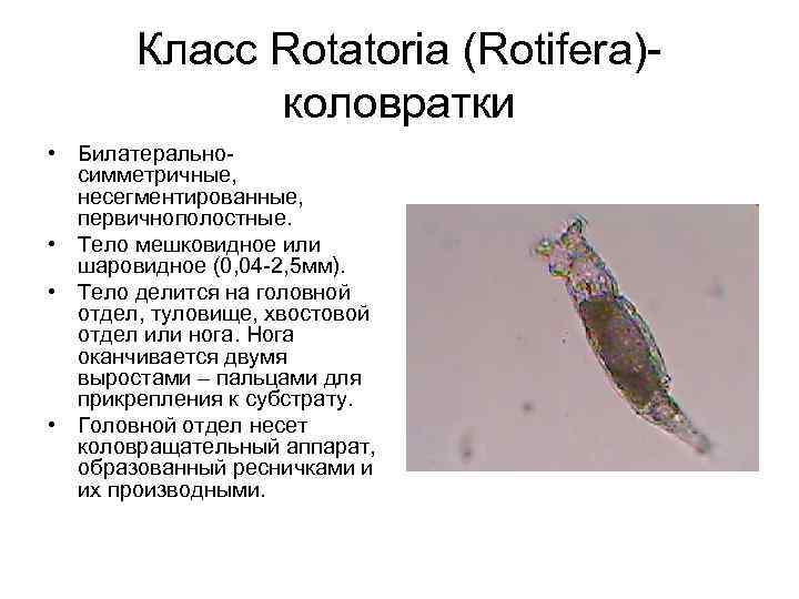 Класс Rotatoria (Rotifera)коловратки • Билатеральносимметричные, несегментированные, первичнополостные. • Тело мешковидное или шаровидное (0, 04