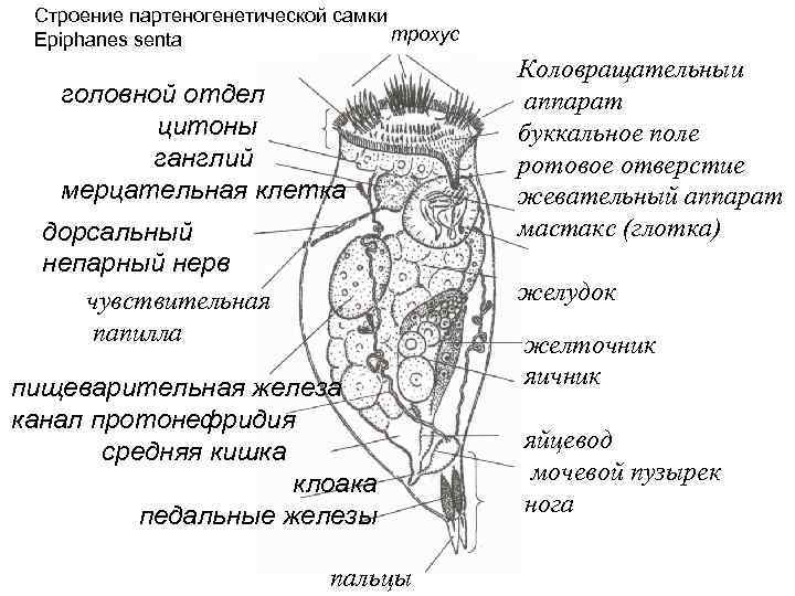 Строение партеногенетической самки трохус Epiphanes senta головной отдел цитоны ганглий мерцательная клетка дорсальный непарный