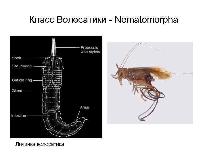 Класс Волосатики - Nematomorpha Личинка волосатика 