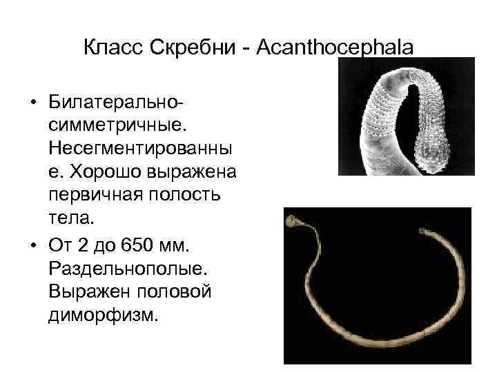 Класс Скребни - Acanthocephala • Билатеральносимметричные. Несегментированны е. Хорошо выражена первичная полость тела. •