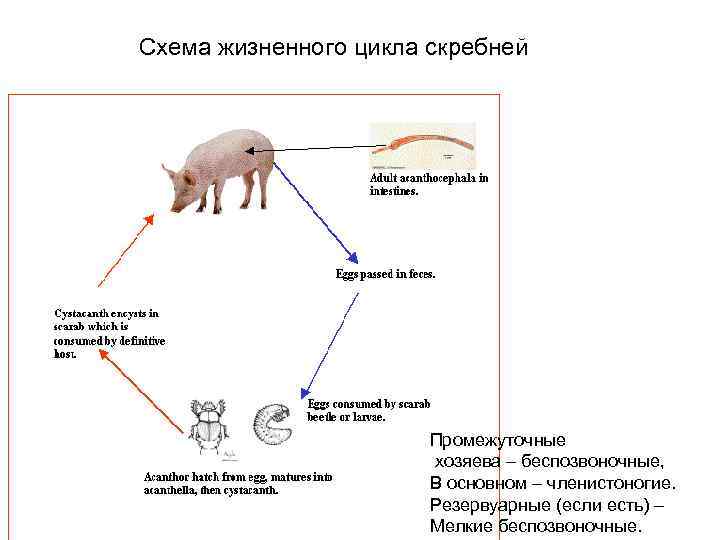 Схема жизненного цикла скребней Промежуточные хозяева – беспозвоночные, В основном – членистоногие. Резервуарные (если